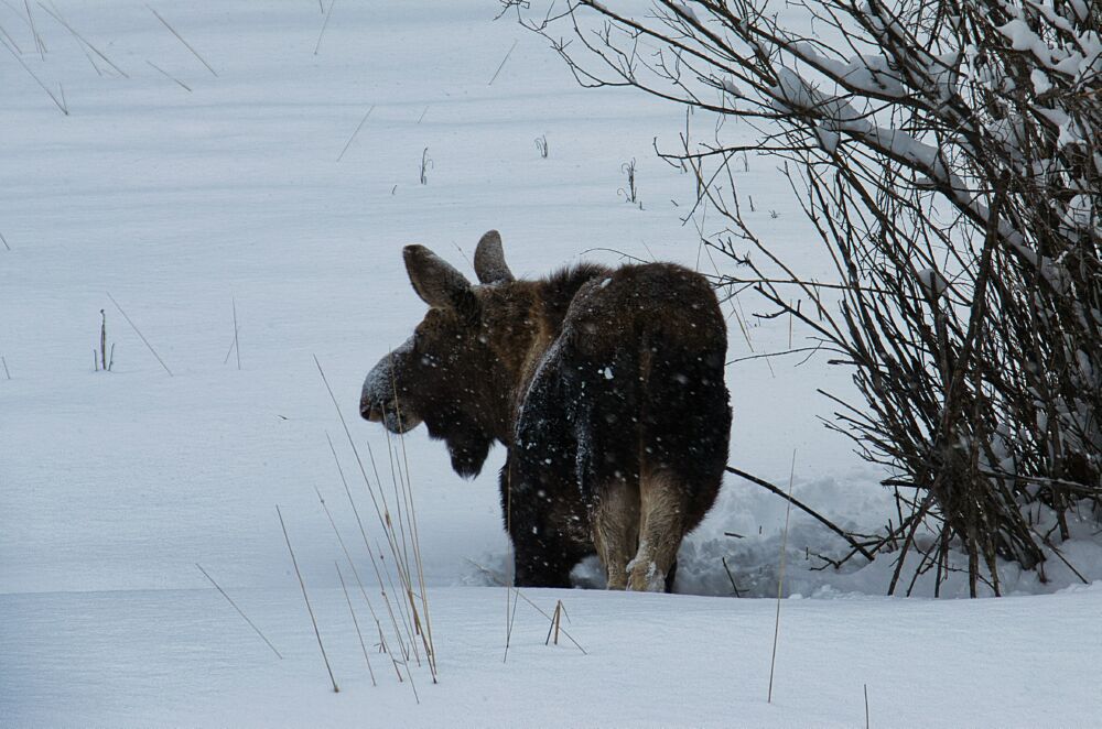 BigSky-Moose calf-01